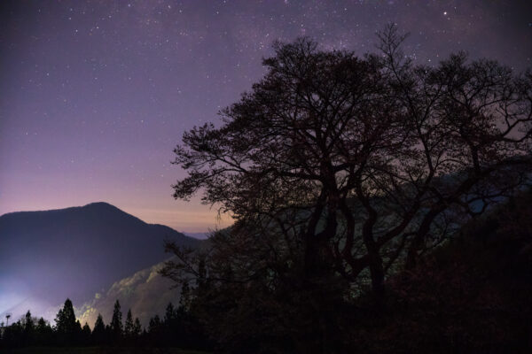 Silhouetted tree against starry night sky mountains