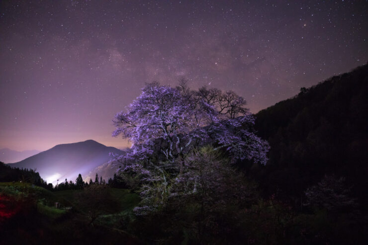 Starry violet blossoms mountain landscape night scene.