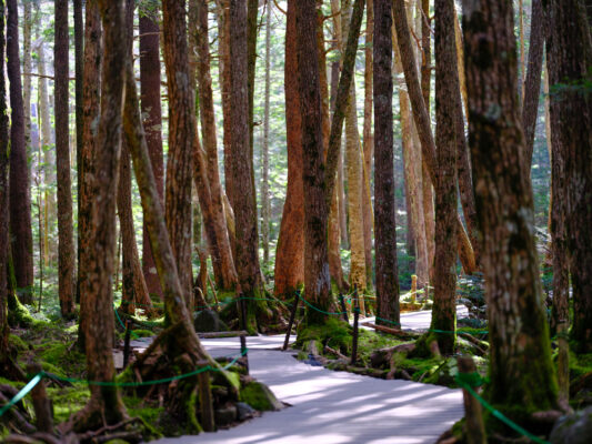 Tranquil redwood forest hiking trail through lush evergreens.