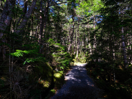 Mossy forest path through sunlit evergreen canopy