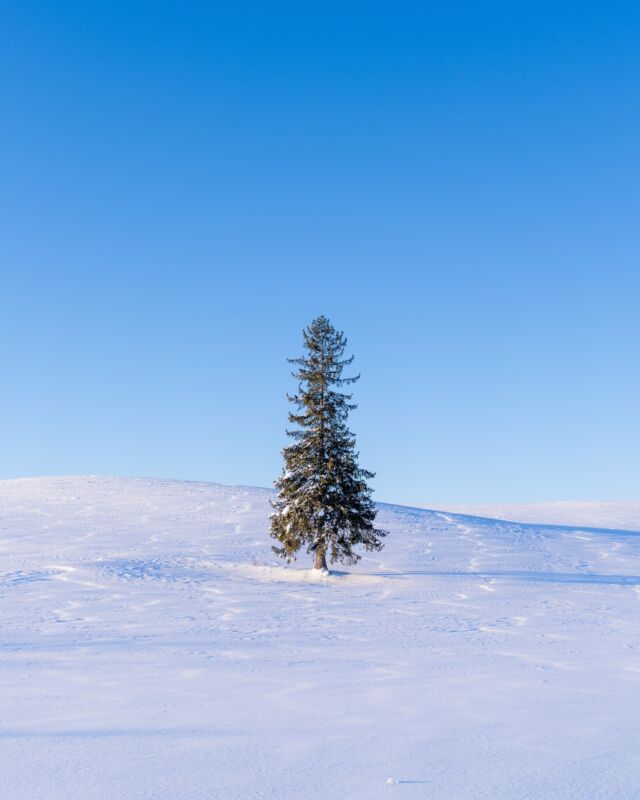 Un arbre solitaire à Hokkaido qui se réveille et se hisse hors de son duvet de neige. Bon en vrai il y avait 23 taxis, 4 bus et un hélico 🤣

#hokkaido #lonelytree #lonelytrees #hokkaidowinter #japansnow